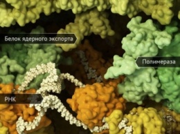 Наслаждайтесь: научно достоверная 3D-модель A/H1N1 с атомным разрешением