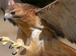 Охота на дронов: в Нидерландах продолжается подготовка орлов-перехватчиков