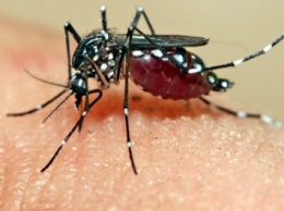 В МАГАТЭ предлагают облучать комаров-переносчиков вируса Зика