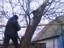 В Запорожской области дерево упало на газопровод