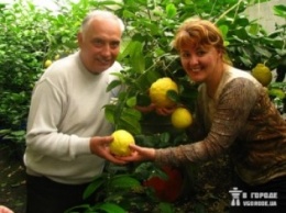 Экзотические фрукты из своего сада. И папайю можно вырастить в Украине