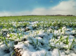 В Киеве поэкспериментируют с зеленым хозяйством