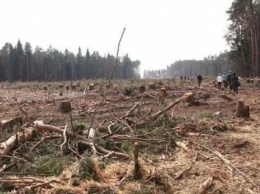 В Очаковском районе военные незаконно вырубили 35 деревьев