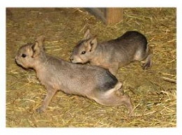 В Николаевском зоопарке открыт сезон бэби-бума: родились детеныши мары патагонской