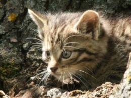 В Одесской области неизвестные убили краснокнижного лесного кота