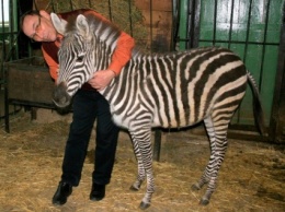 В Николаевский зоопарк прибыла зебра из немецкого сафари-парка