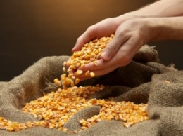 Поставит ли Украина кукурузу в Индию