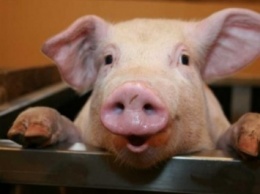 Из-за вспышки африканской чумы в двух районах Житомирской области прекратят торговлю свининой