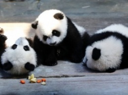 Toronto Zoo показал «обнимашки» детенышей панды с матерью