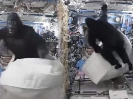 Британские астронавты разыграли побег от гориллы на борту МКС