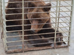 Запорожского бурого медведя отправили в реабилитационный центр