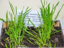 Аграрии Днепропетровщины планируют собрать в 2 раза больше пшеницы, чем нужно