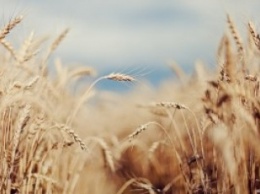 Трое жителей Николаевщины постепенно вынесли со склада в Казанковском районе 5 тонн пшеницы