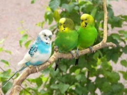 В Баштанке исчезли 90 говорящих попугаев