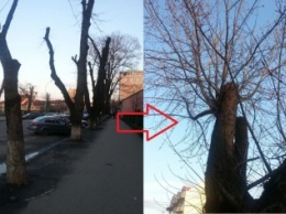 Как коммунальные "эльфы" поиздевались над деревьями в Ужгороде (ФОТОФАКТ)