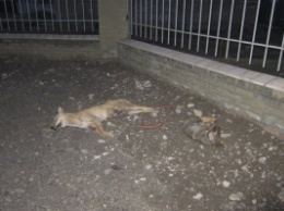 На запорожские улицы выбрасывают мертвых собак (ФОТО)