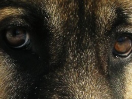 В Ужгороде "отморозок" отрезал голову собаке: полиция проблему не увидела (ФОТО 18+)