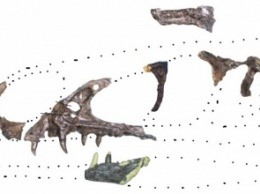 В Японии археологи нашли седьмого динозавра