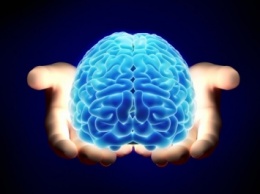 Ученые: Различный набор функций полушарий мозга является мифом