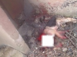 В Ужгороде пьяный мужчина на улице отрезал мачете собаке голову