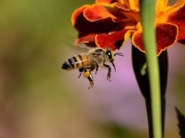 Пыльца пчел как замена графита в батарейках