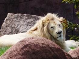 В Канаде застрелили льва, который сбежал из зоопарка