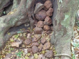 Метание камней в деревья может быть началом ритуалов у шимпанзе