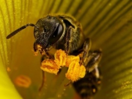 ООН: Вымирание пчел приведет к проблемам с продовольствием на Земле
