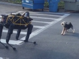 Основатель Google проверил, что будет, если стравить живую собаку и робота (Видео)