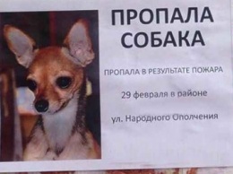 В Москве отец девочки, убитой няней, просит найти пропавшую собаку