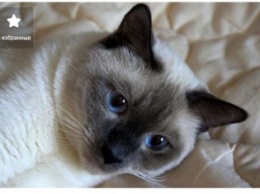 Самые дорогие и редкие коты, которых запорожцы могут купить в интернете (ФОТО)