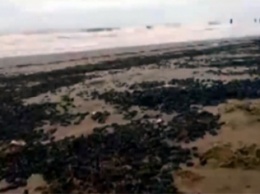 В Аргентине нашествие жуков на пляжи назвали началом библейского "конца времен"