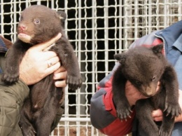 В Запорожской области показали недавно родившихся медвежат (ФОТО)