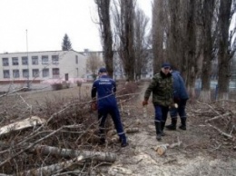 На территории одной из школ Днепропетровщины упало дерево