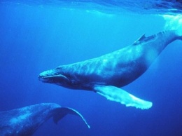 Ученые рассказали, как киты помогают друг другу охотится