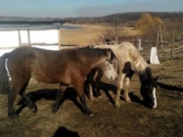 Днепропетровцев приглашают пообщаться с лошадьми и отметить Масленицу за городом