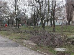 В Николаеве экологи вновь заявили о вырубке деревьев в парке