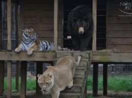 Эти лев, тигр и медведь – больше, чем братья!