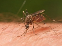 Ученые: Еще один вид комаров может быть переносчиком вируса Зика