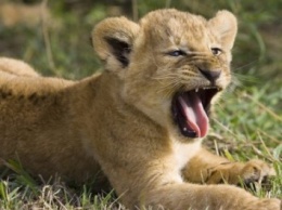 Во Владимире львенок из передвижного зоопарка напал на ребенка