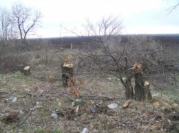 На Николаевщине продолжают бесконтрольно вырубать лесополосы