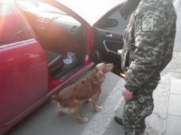 На админгранице с Крымом служебная собака помогла обнаружить наркотические вещества