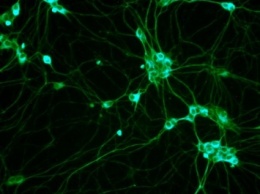 Ученые "достали из мусора" новый тип стволовых клеток