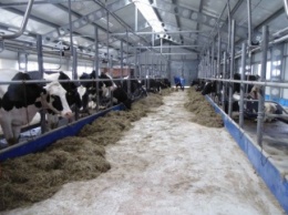 Агентство США по международному развитию откроет на Николаевщине семейные молочные мини-фермы