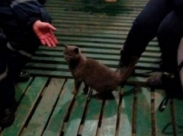 Кот-потеряшка ждет хозяев на КПВВ "Зайцево"