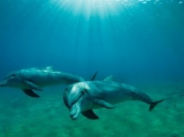 Боевые дельфины. Минобороны РФ закупает 5 афалин для базы в Севастополе