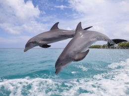 Дельфины-воины: Минобороны РФ планирует приобрести 5 млекопитающих