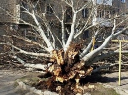 В центре Николаева упало дерево – есть пострадавшие