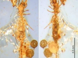 Ученые нашли в Мьянме микро-скорпиона мезозойского периода