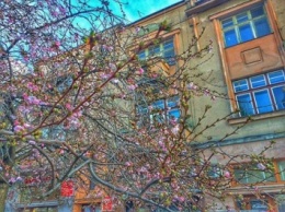 Весна пришла: на Закарпатье зацвела сакура (ФОТО)